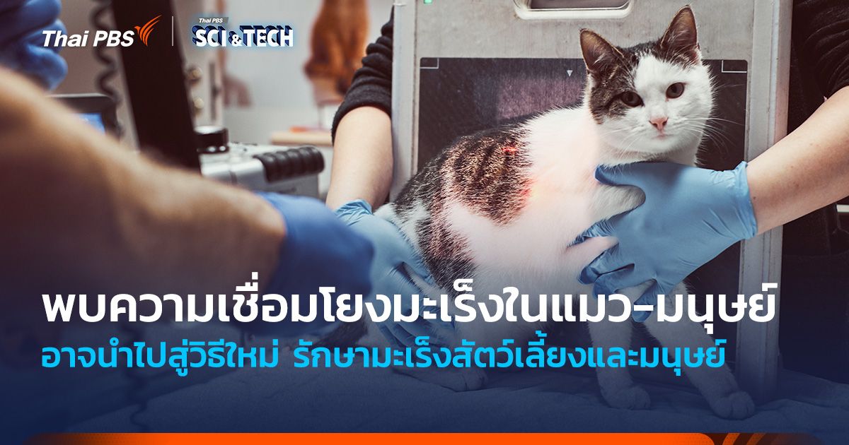 พบความเชื่อมโยงมะเร็งในแมว-มนุษย์ อาจนำไปสู่วิธีใหม่รักษามะเร็งสัตว์เลี้ยงและมนุษย์