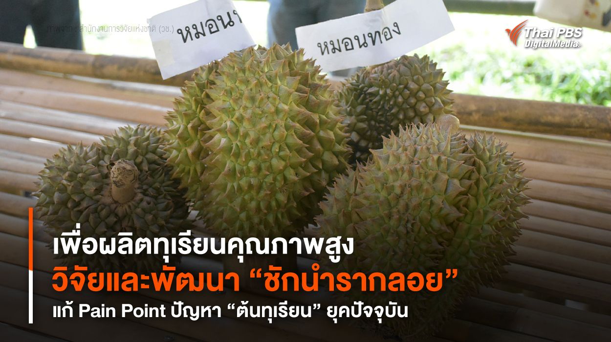 เพื่อผลิต “ทุเรียน” คุณภาพสูง วิจัยและพัฒนา “ชักนำรากลอย” แก้ Pain Point ปัญหา “ต้นทุเรียน” ยุคปัจจุบัน