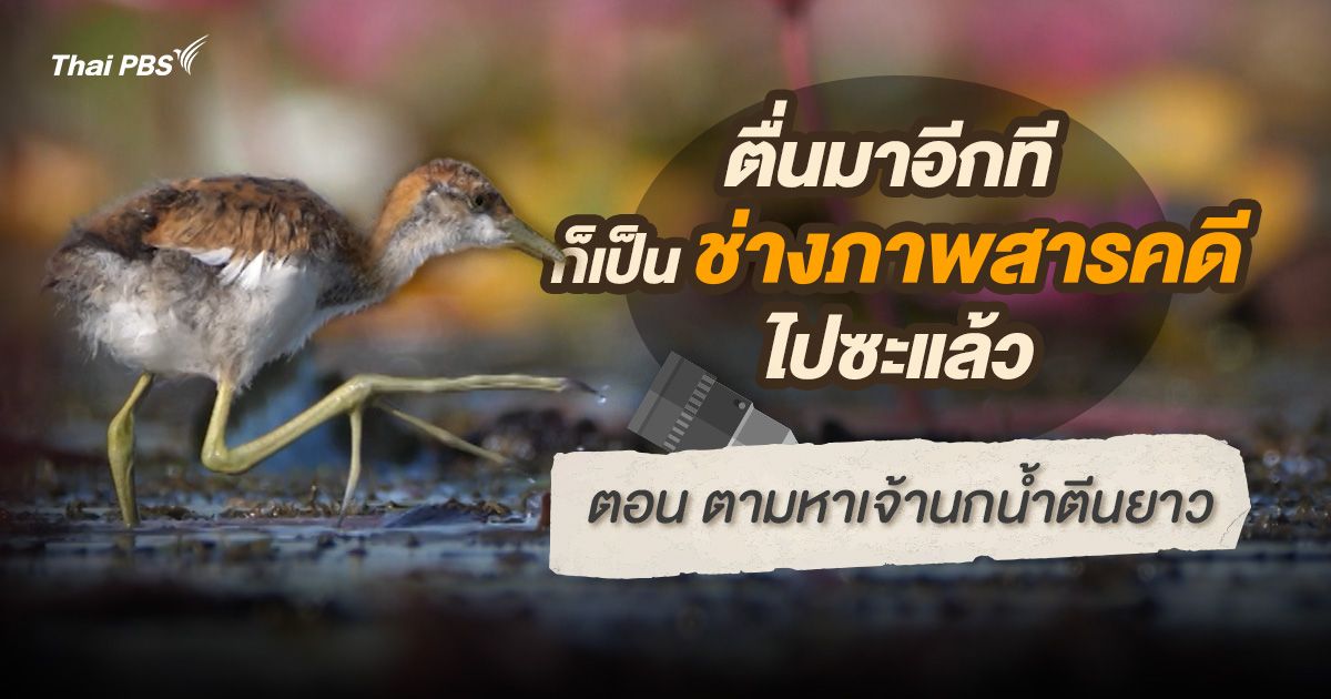 ตื่นมาอีกทีก็เป็นช่างภาพสารคดีไปซะแล้ว : เจ้านกน้ำตีนยาว