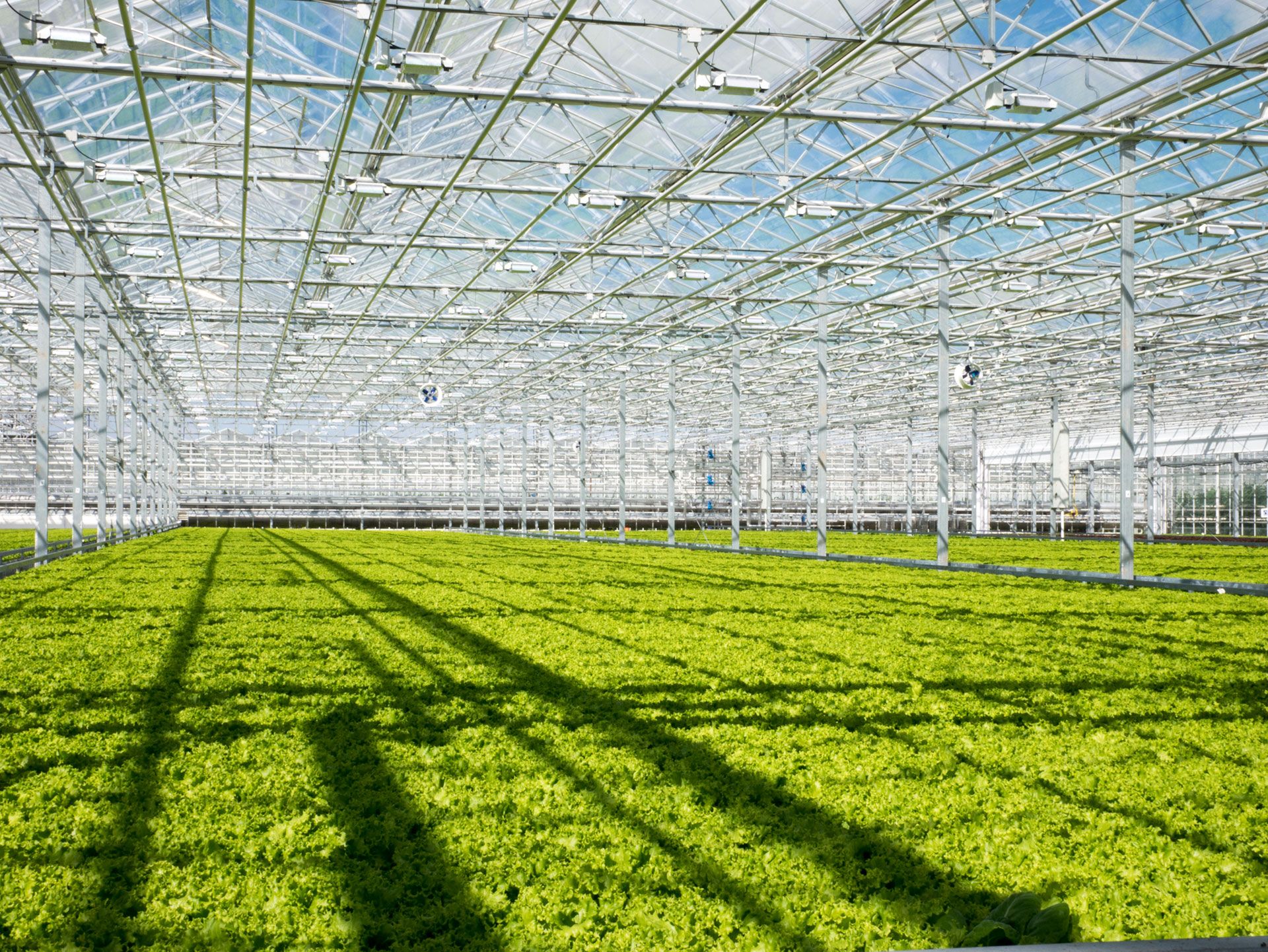 การเกษตรกรรมในประเทศเนเธอร์แลนด์ : ที่มาภาพ Dutch Greenhouse Delta