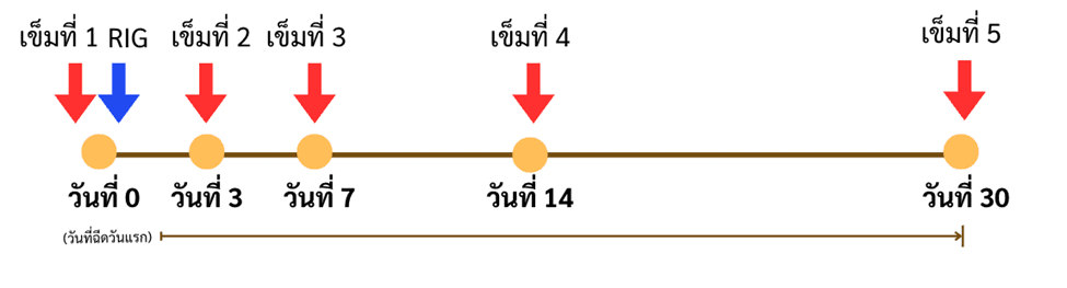 การให้วัคซีนป้องกันโรคพิษสุนัขบ้าแก่ผู้สัมผัสโรค (post-exposure prophylaxis) แบบฉีดเข้ากล้ามเนื้อ (IM) ภาพจาก : pharmacy.mahidol