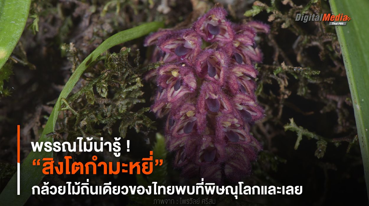 พรรณไม้น่ารู้ ! “สิงโตกำมะหยี่” กล้วยไม้ถิ่นเดียวของไทย