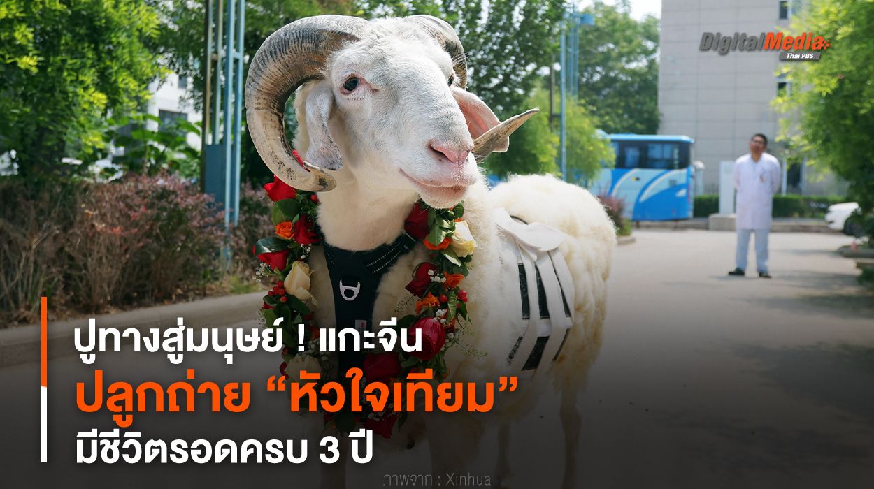 ปูทางสู่มนุษย์ ! แกะจีนปลูกถ่าย “หัวใจเทียม” มีชีวิตรอดครบ 3 ปี