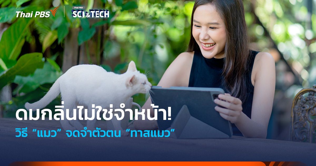 ดมกลิ่นไม่ใช่จำหน้า! วิธี “แมว” จดจำตัวตน “ทาสแมว”