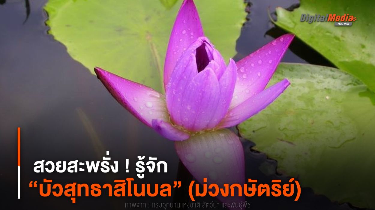 สวยสะพรั่ง ! รู้จัก “บัวสุทธาสิโนบล” (ม่วงกษัตริย์)