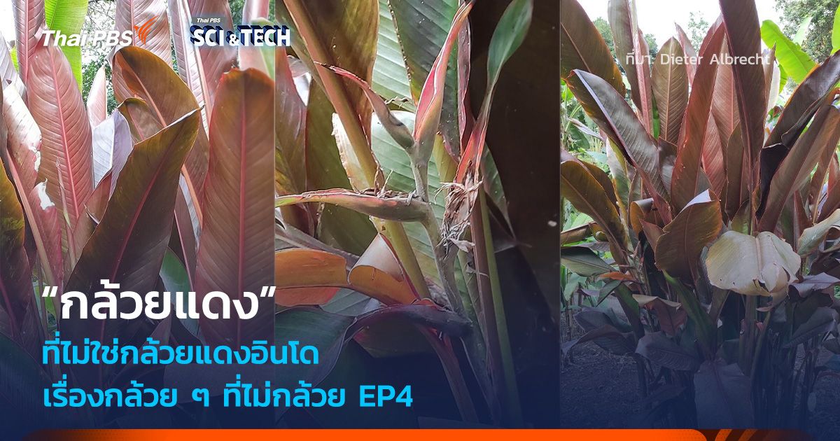 เรื่องกล้วย ๆ ที่ไม่กล้วย EP4 : “กล้วยแดง” ที่ไม่ใช่กล้วยแดงอินโด
