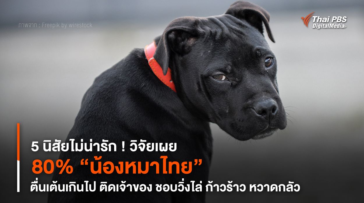 งานวิจัยเผย 80% “น้องหมาไทย” มี 5 นิสัยไม่น่ารัก !