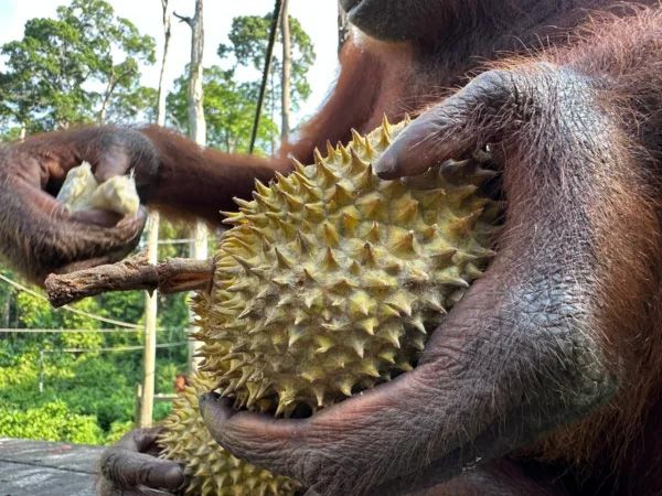 ใครเล่าจะอดใจไหว : ที่มาภาพ Orangutan Appeal UK