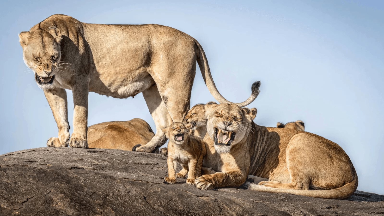 Photo : Bret Saalwaechter/Comedy Wildlife