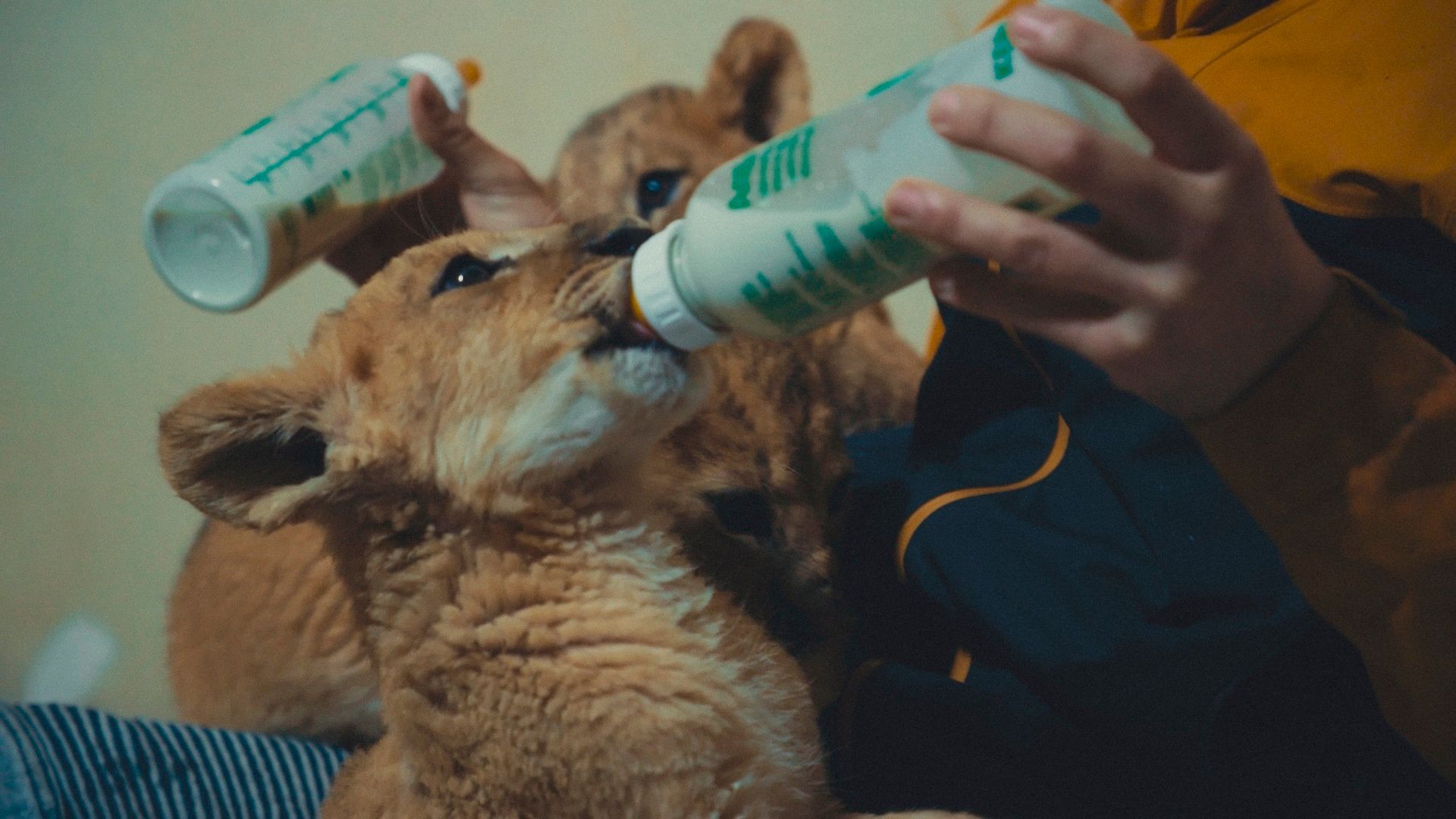 ภาพจากสารคดี US, Our Pets and The War