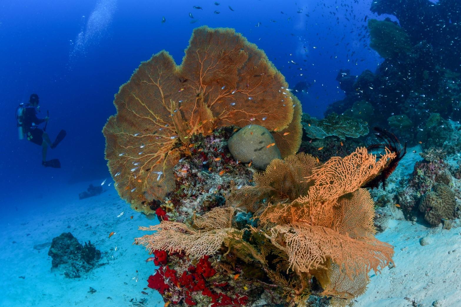 แนวปะการังเกาะพยาม