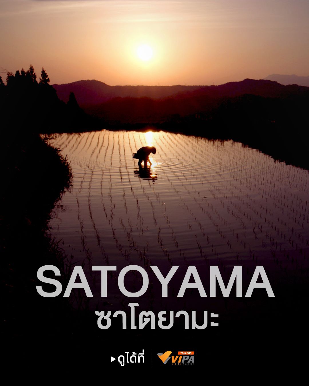 ภาพจากสารคดี Satoyama ทาง VIPA