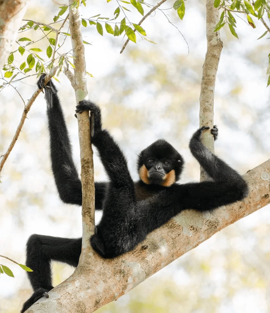 Photo : Diana Rebman/Comedy Wildlife