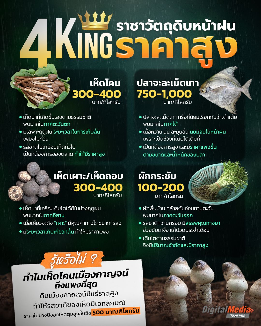 4 kings ราชาวัตถุดิบหน้าฝน ราคาสูง
