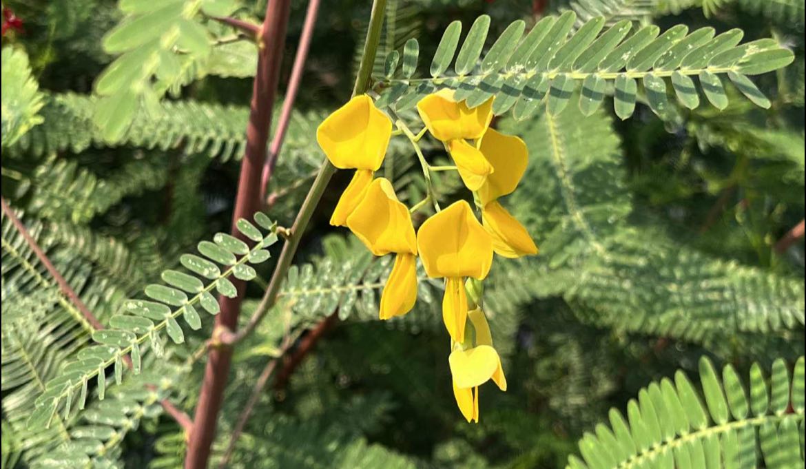 “ดอกโสน” ภาพจากธวัชพงศ์ บุญมา