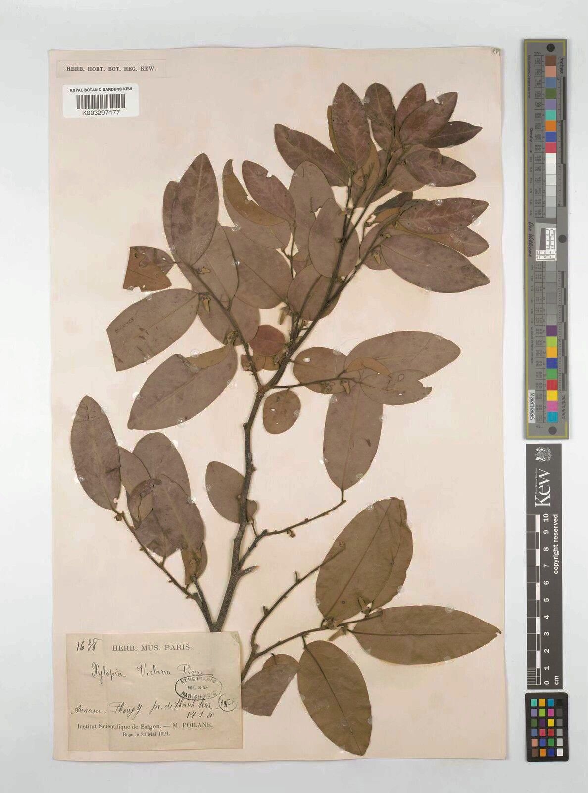 กล้วยน้อย ภาพจาก powo.science.kew