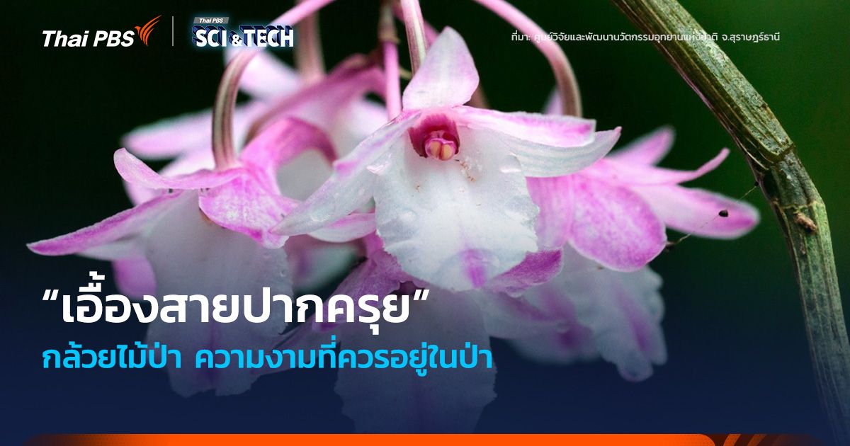 “เอื้องสายปากครุย” กล้วยไม้ป่า ความงามที่ควรอยู่ในป่า