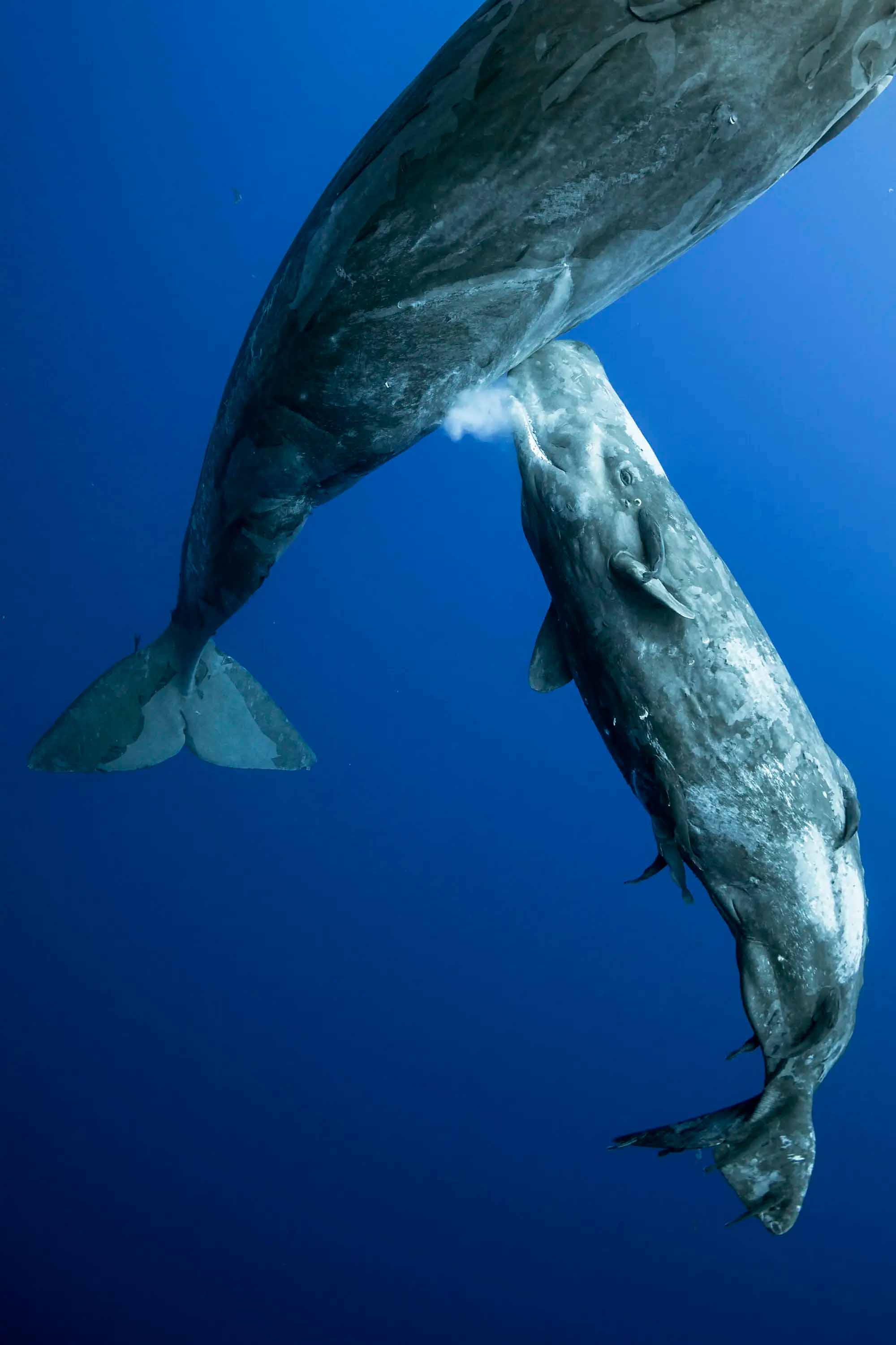 น้ำนม ตัวอย่างคอมโบของไขมันและคาร์โบไฮเดรตที่สื่อถึงภาวะเสริมสร้างและเติบโต : ที่มาภาพ Mike Korostelev