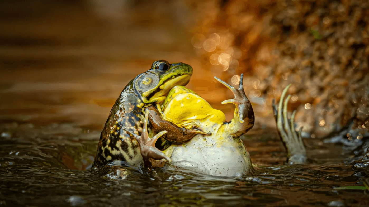 Photo : Grayson Bell/Comedy Wildlife