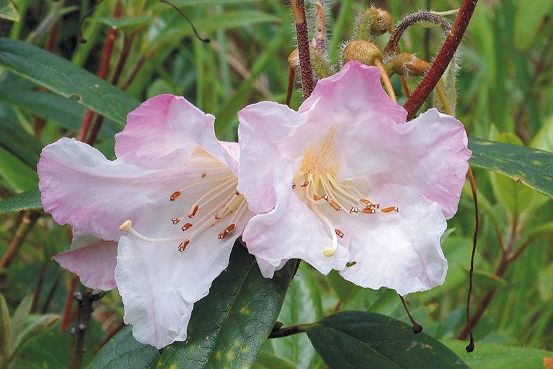 "กุหลาบขาว" หรือ "กุหลาบขาวเชียงดาว" ภาพจาก กรมอุทยานแห่งชาติ สัตว์ป่า และพันธุ์พืช