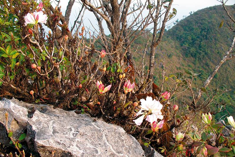 "กุหลาบขาว" หรือ "กุหลาบขาวเชียงดาว" ภาพจาก กรมอุทยานแห่งชาติ สัตว์ป่า และพันธุ์พืช