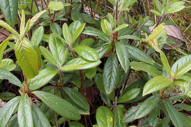 ต้น "กุหลาบขาว" หรือ "กุหลาบขาวเชียงดาว" ภาพจาก กรมอุทยานแห่งชาติ สัตว์ป่า และพันธุ์พืช