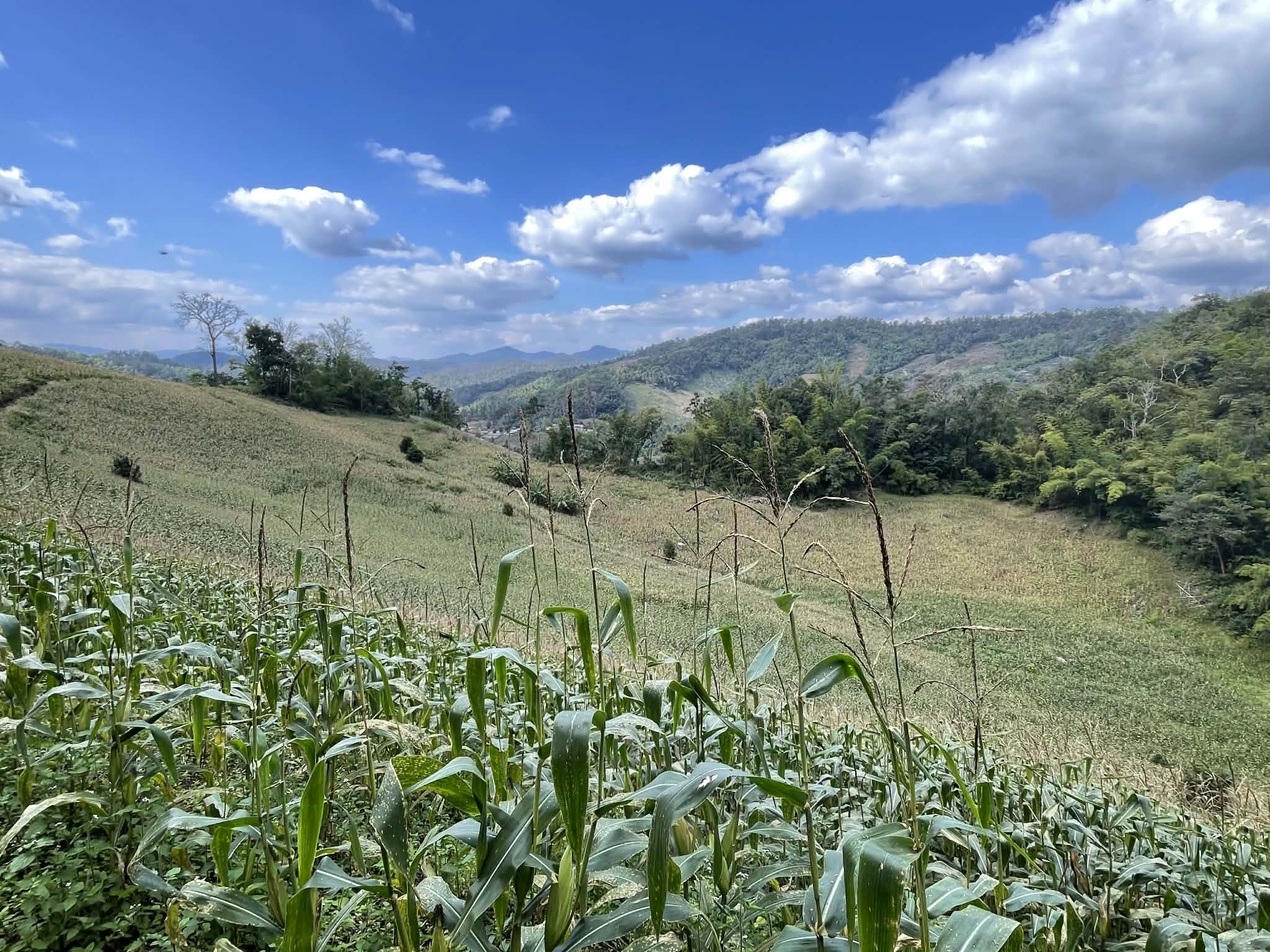 ไร่ข้าวโพดที่มักถูกเผาเมื่อพ้นฤดูเก็บเกี่ยว