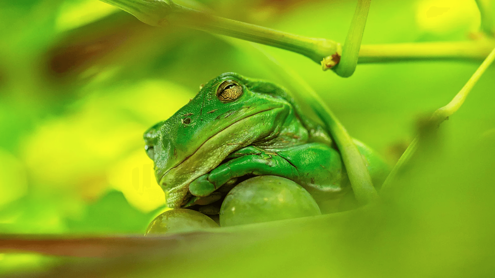 Photo : Beate Ammer/Comedy Wildlife