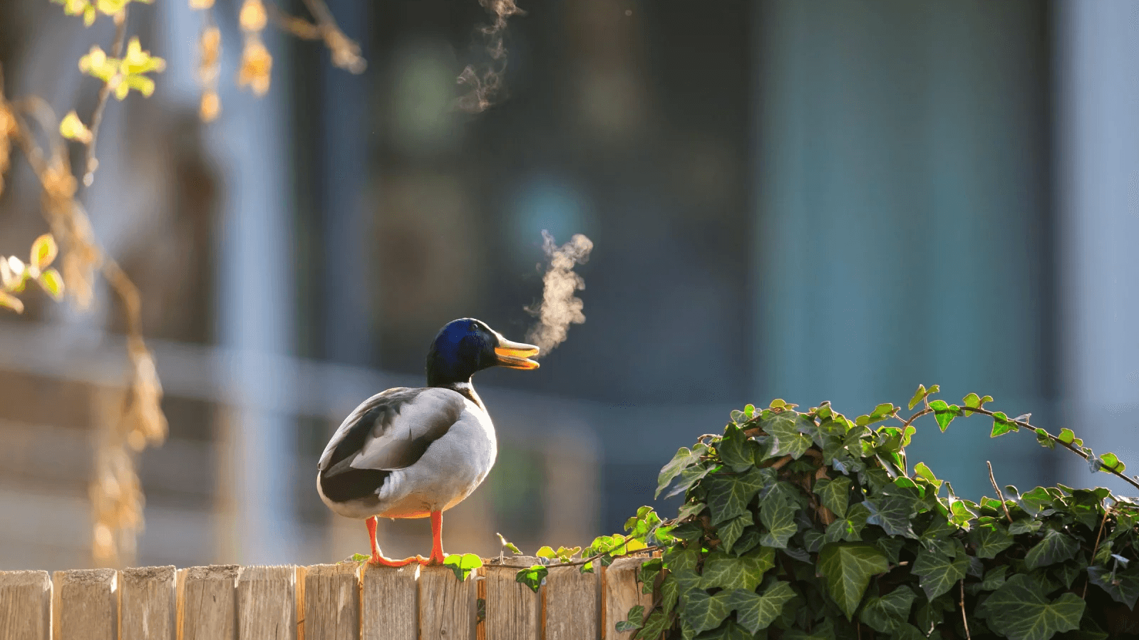 Photo : Lars Beygang/Comedy Wildlife