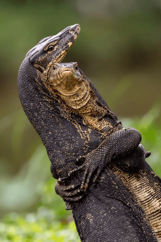Photo : Jessica Emmett/Comedy Wildlife