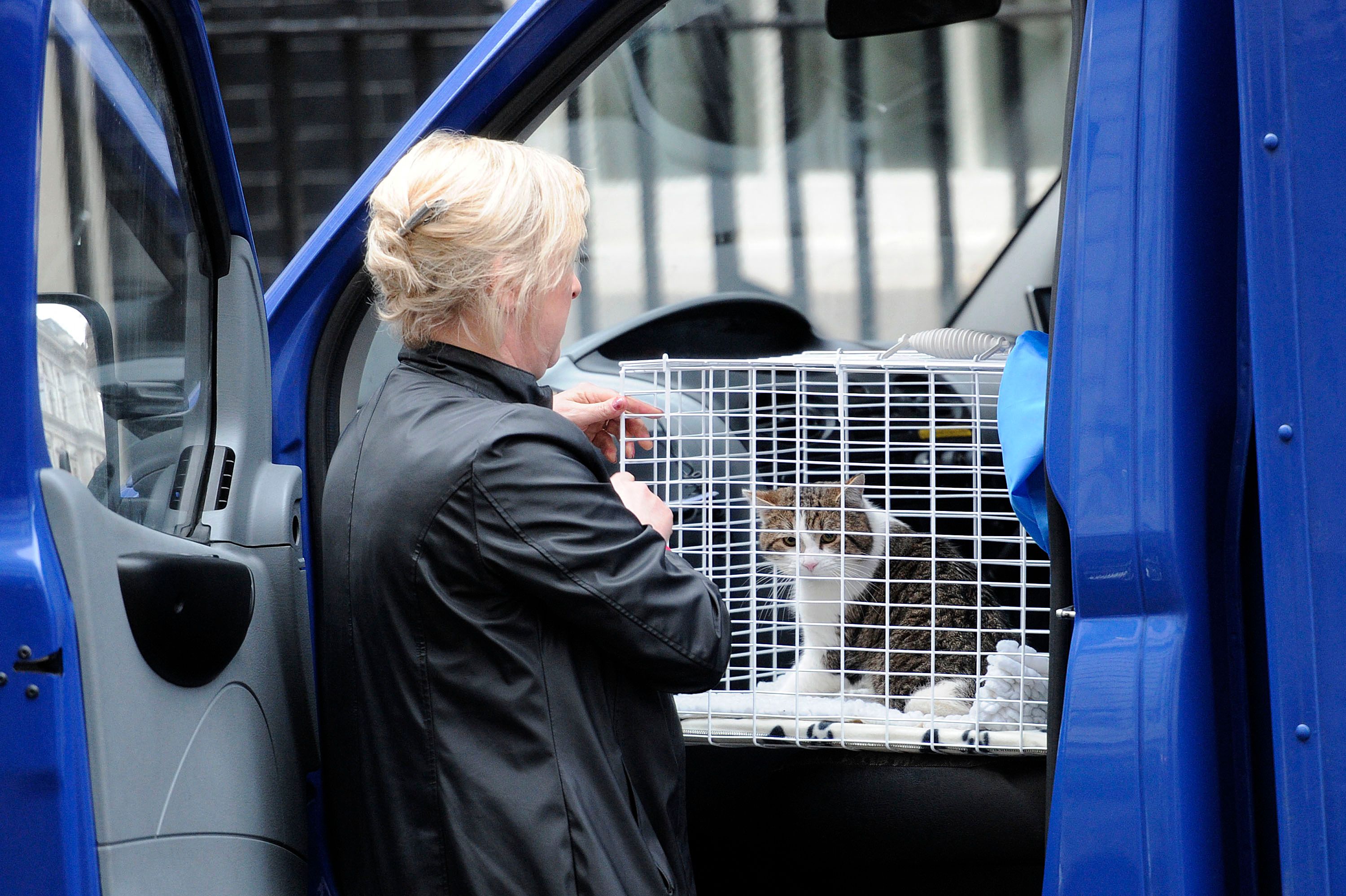 นาทีที่เจ้าแมวแลร์รีมาถึงบ้านเลขที่ 10 ถนนดาวนิงเมื่อปี 2554 (ภาพ: Carl Court/AFP)