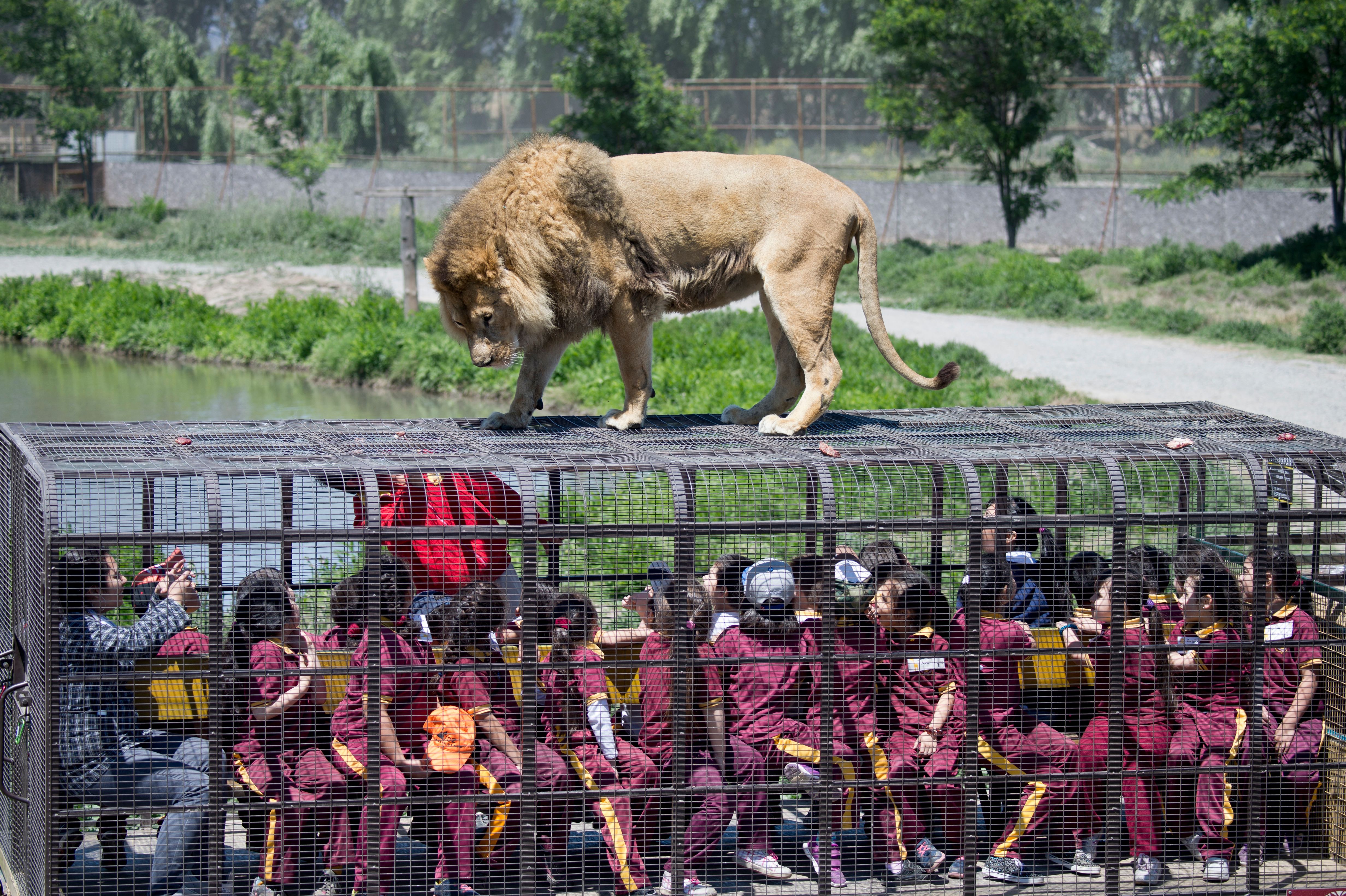 สวนสัตว์เปิดในชีลี กับกิจกรรมเสี่ยงอันตรายที่ได้รับความนิยม (Photo by MARTIN BERNETTI/AFP)