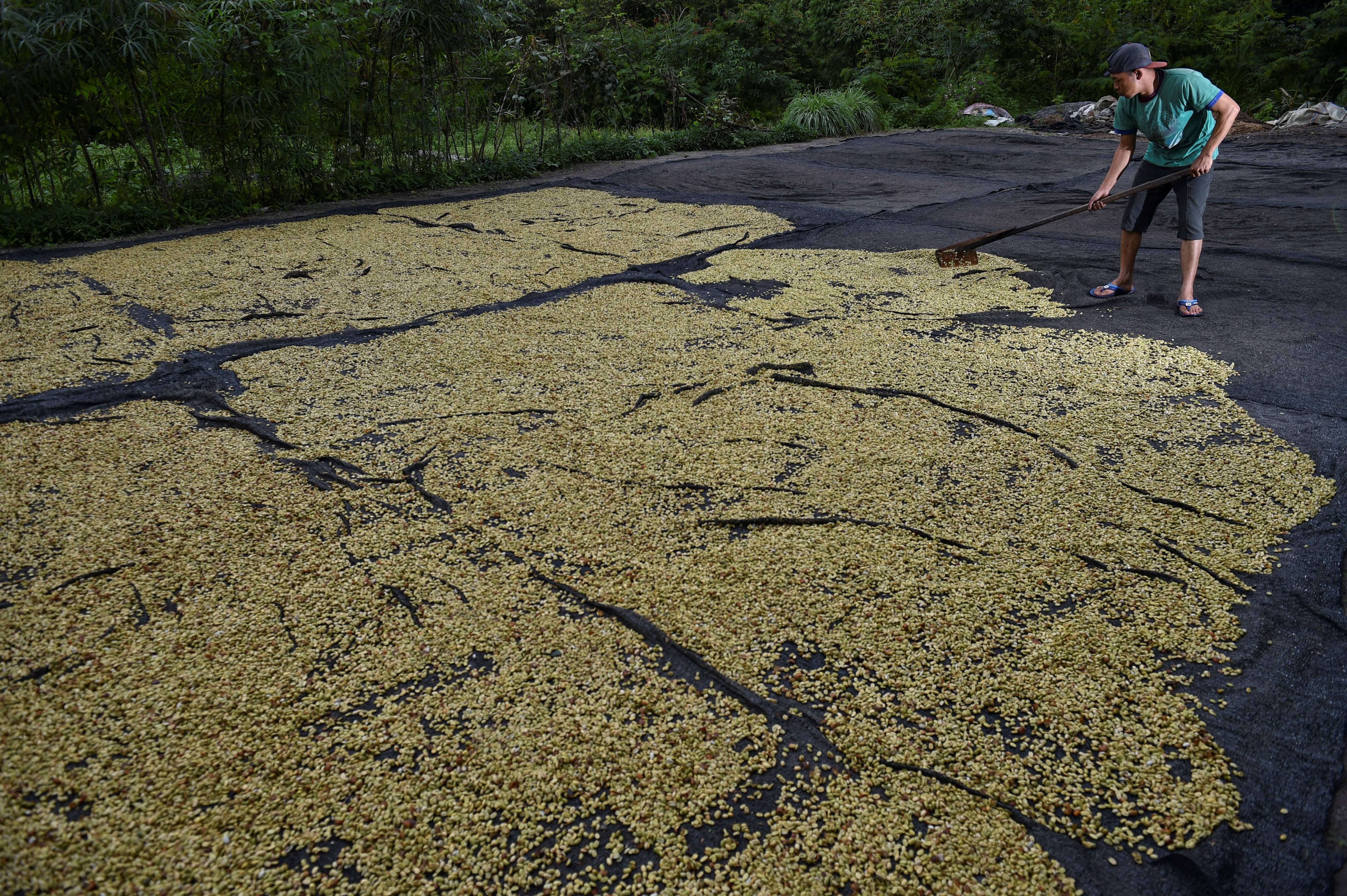 การตากกาแฟ ขั้นตอนการแปรรูปที่มีความสำคัญ (Photo by CHAIDEER MAHYUDDIN / AFP)