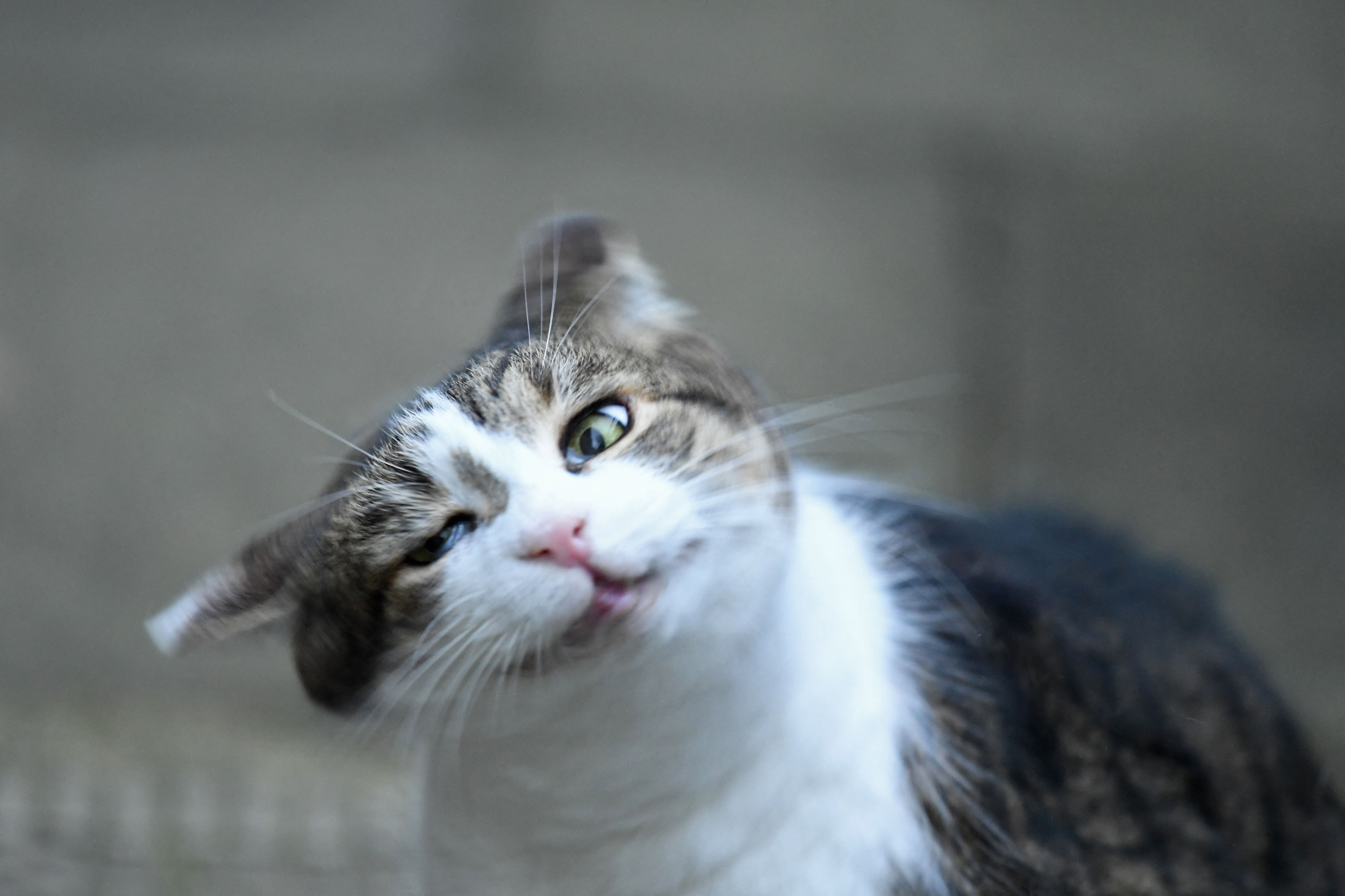 เจ้าแมวแลร์รีสะบัดหัวใส่กล้อง (ภาพ: Daniel Leal/AFP)