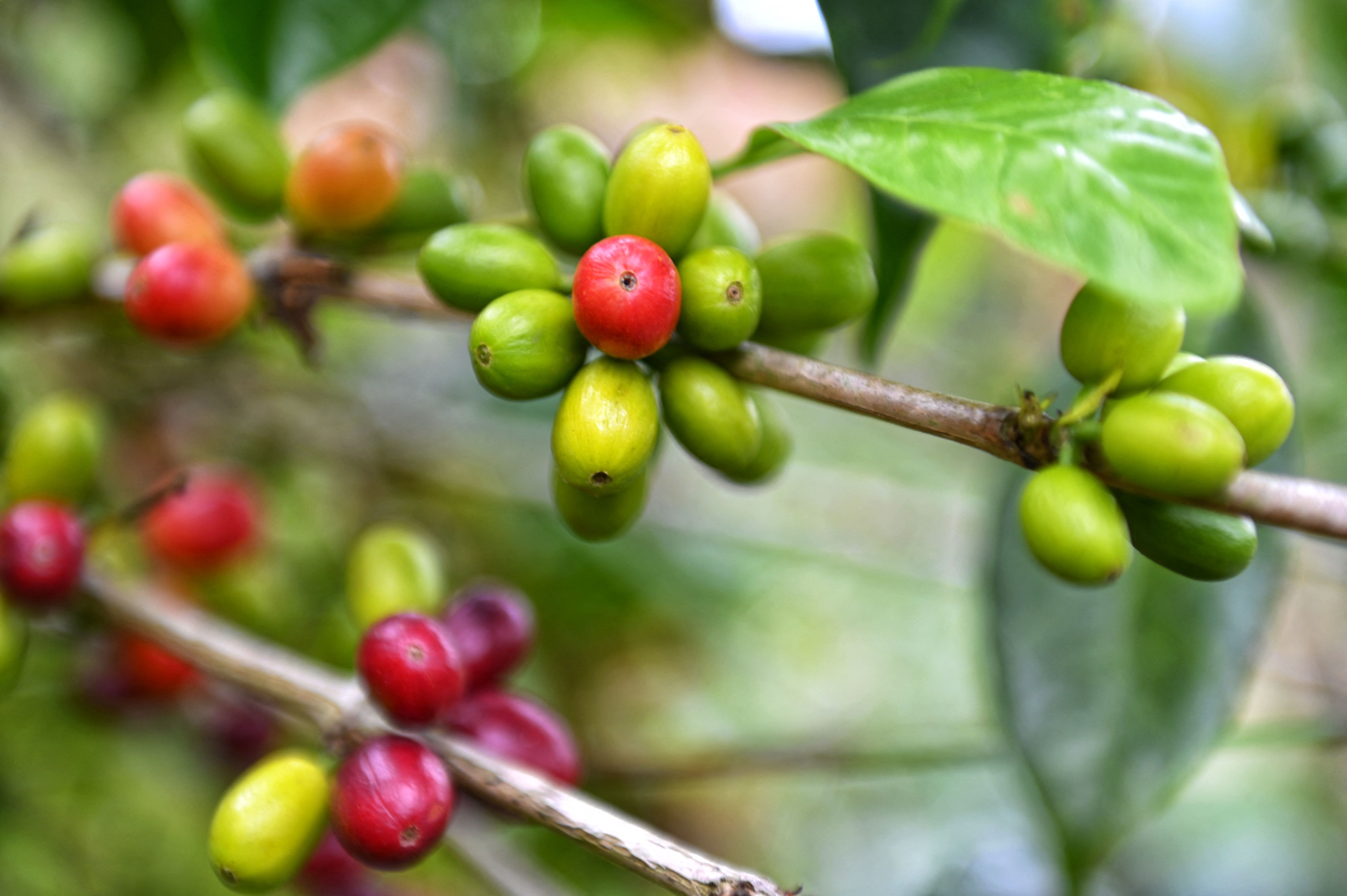 กาแฟคือผลไม้ชนิดหนึ่งในตระกูลเบอรี่ (Photo by CHAIDEER MAHYUDDIN / AFP)