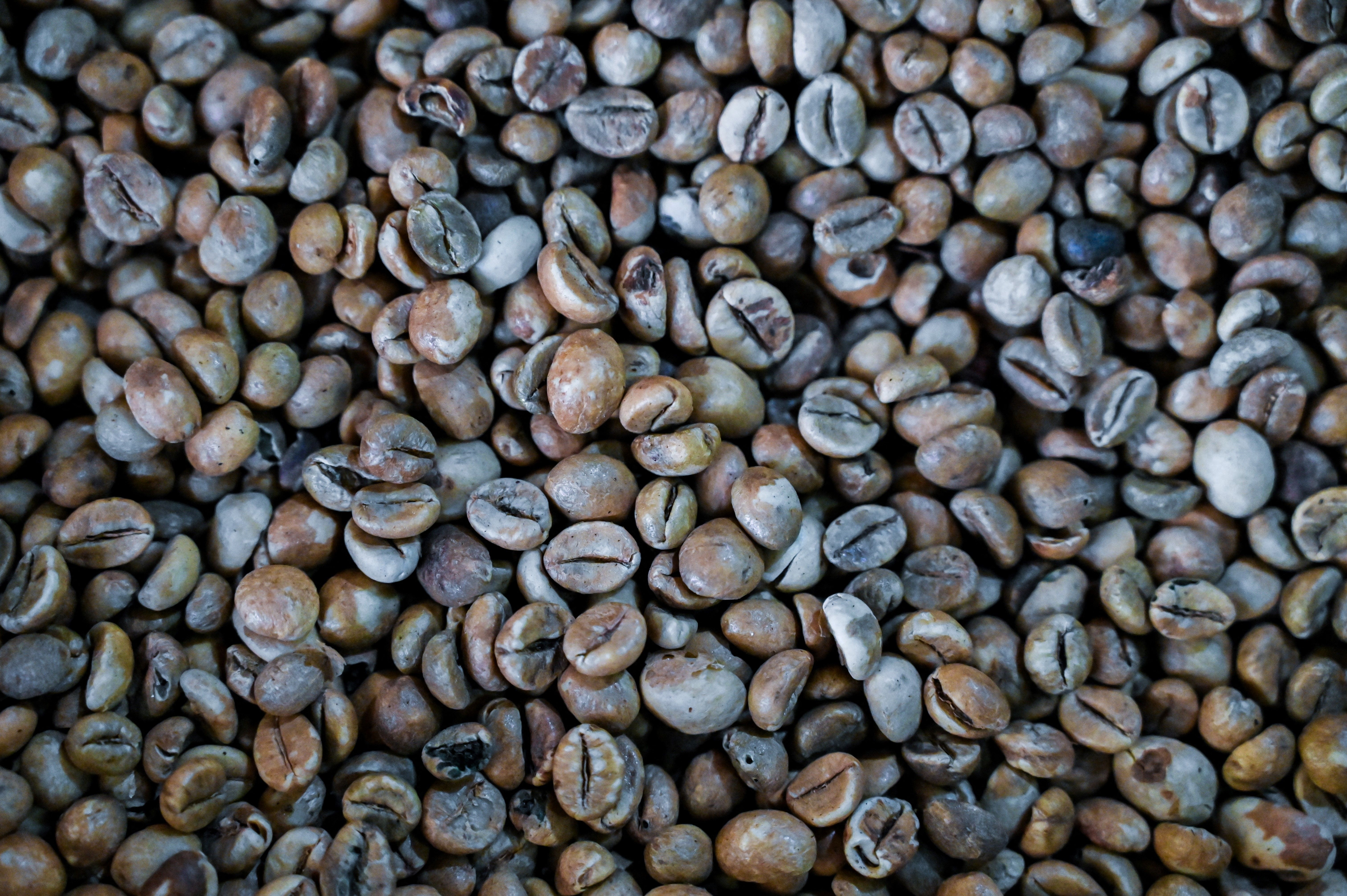กาแฟโรบัสต้า มีปริมาณคาเฟอีนสูง ปลูกง่ายและมีราคาถูก (Photo by CHAIDEER MAHYUDDIN / AFP)