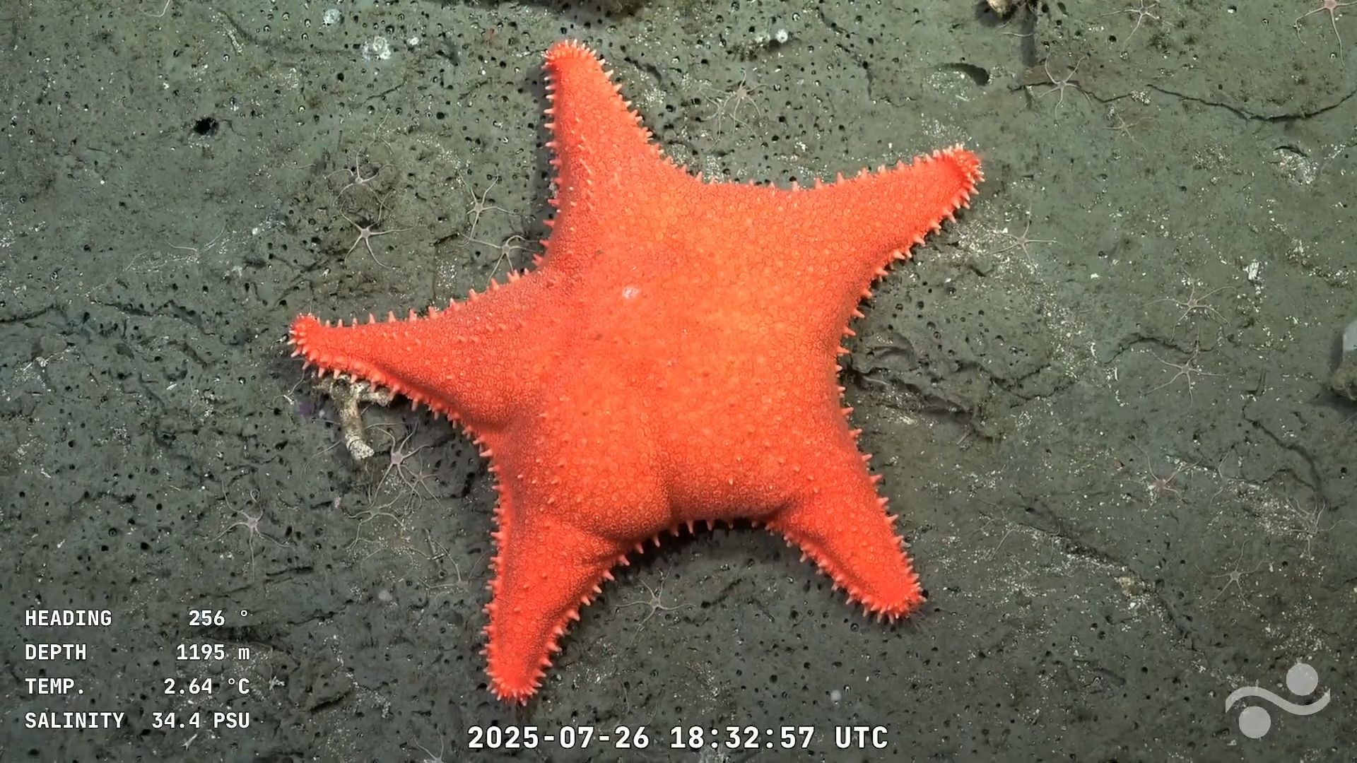 ภาพจาก: Handout/Schmidt Ocean Institute/ROV SuBastian/AFP