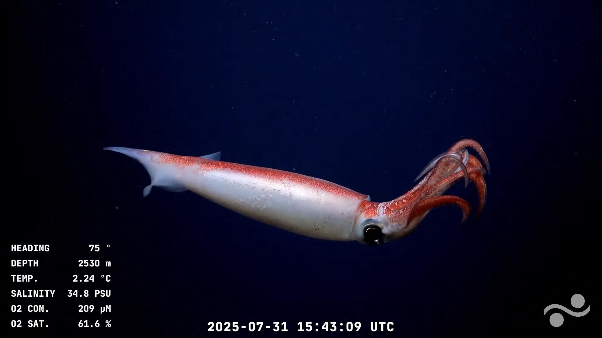 ภาพจาก: Handout/Schmidt Ocean Institute/ROV SuBastian/AFP