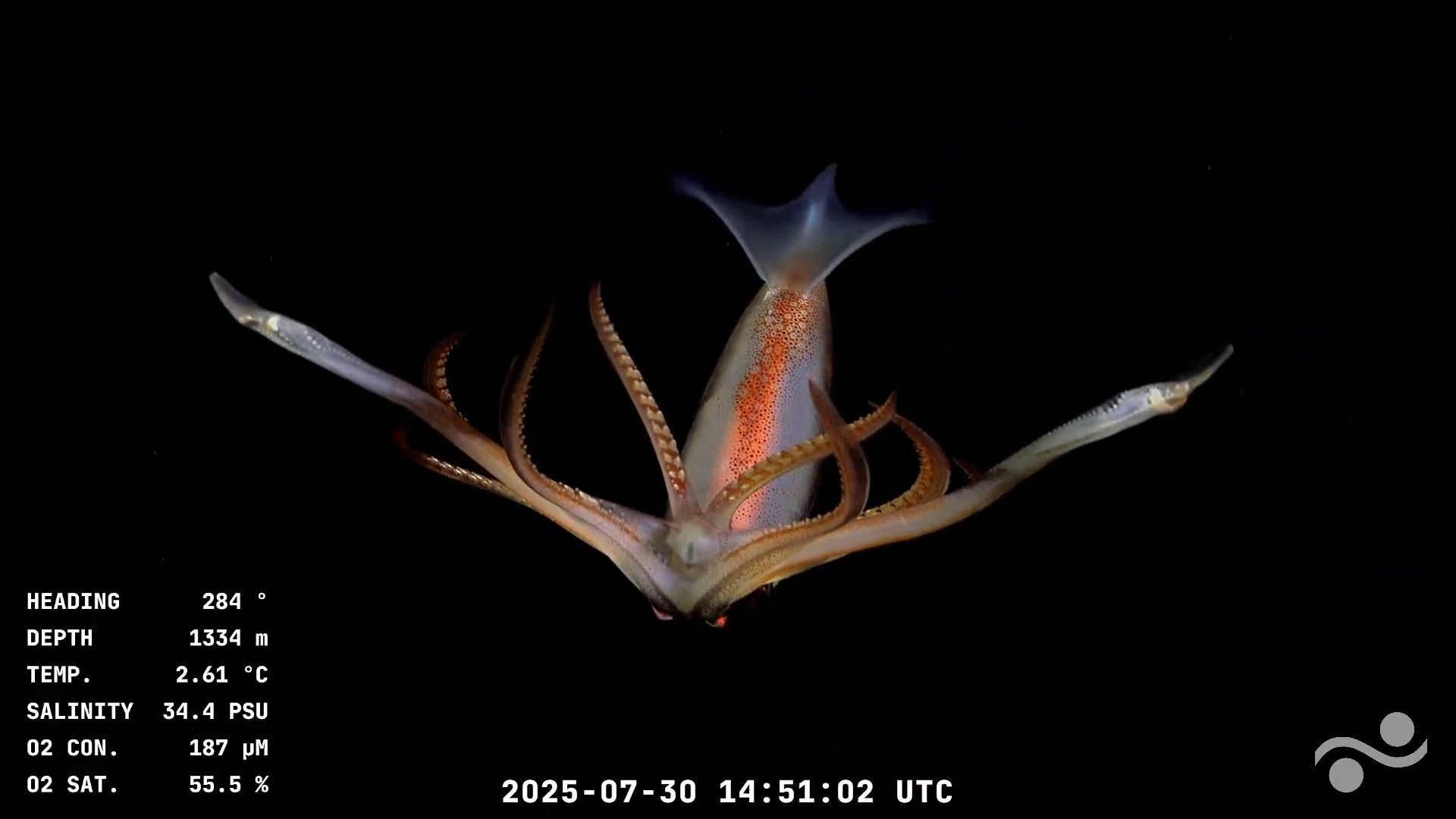 ภาพจาก: Handout/Schmidt Ocean Institute/ROV SuBastian/AFP