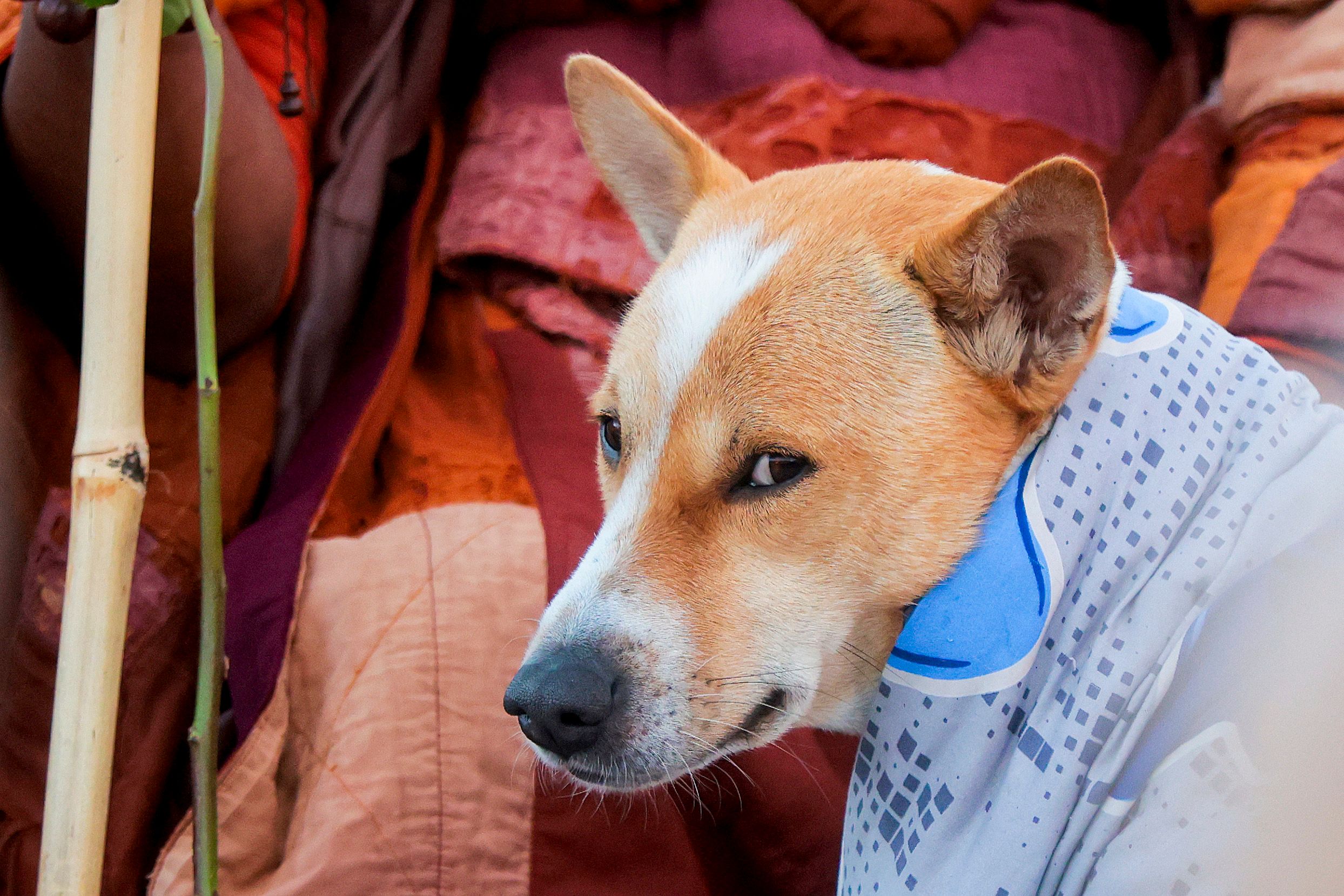 อาโลกะ สุนัขที่ติดตามคณะสงฆ์ Walk for Peace