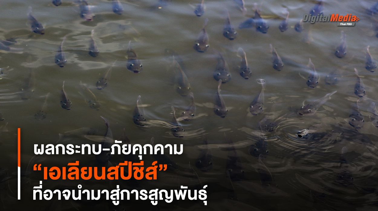 “เอเลียนสปีชีส์” ผลกระทบ-ภัยคุกคามที่อาจนำมาสู่การสูญพันธุ์