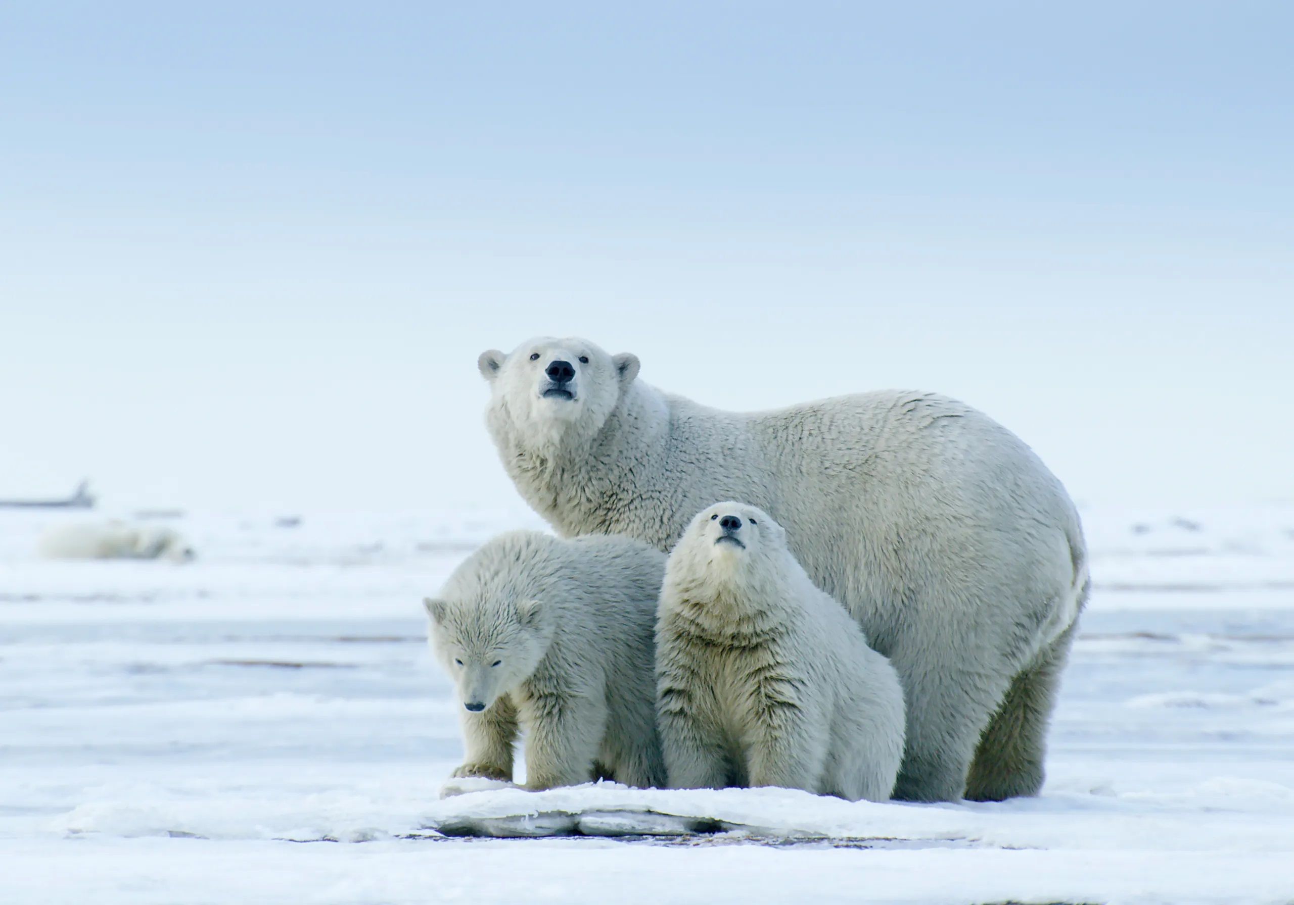 ภาพจากสารคดีเรื่อง America's Arctic - A Refuge Imperiled สู่ดินแดนอาร์กติกอันกว้างไกล