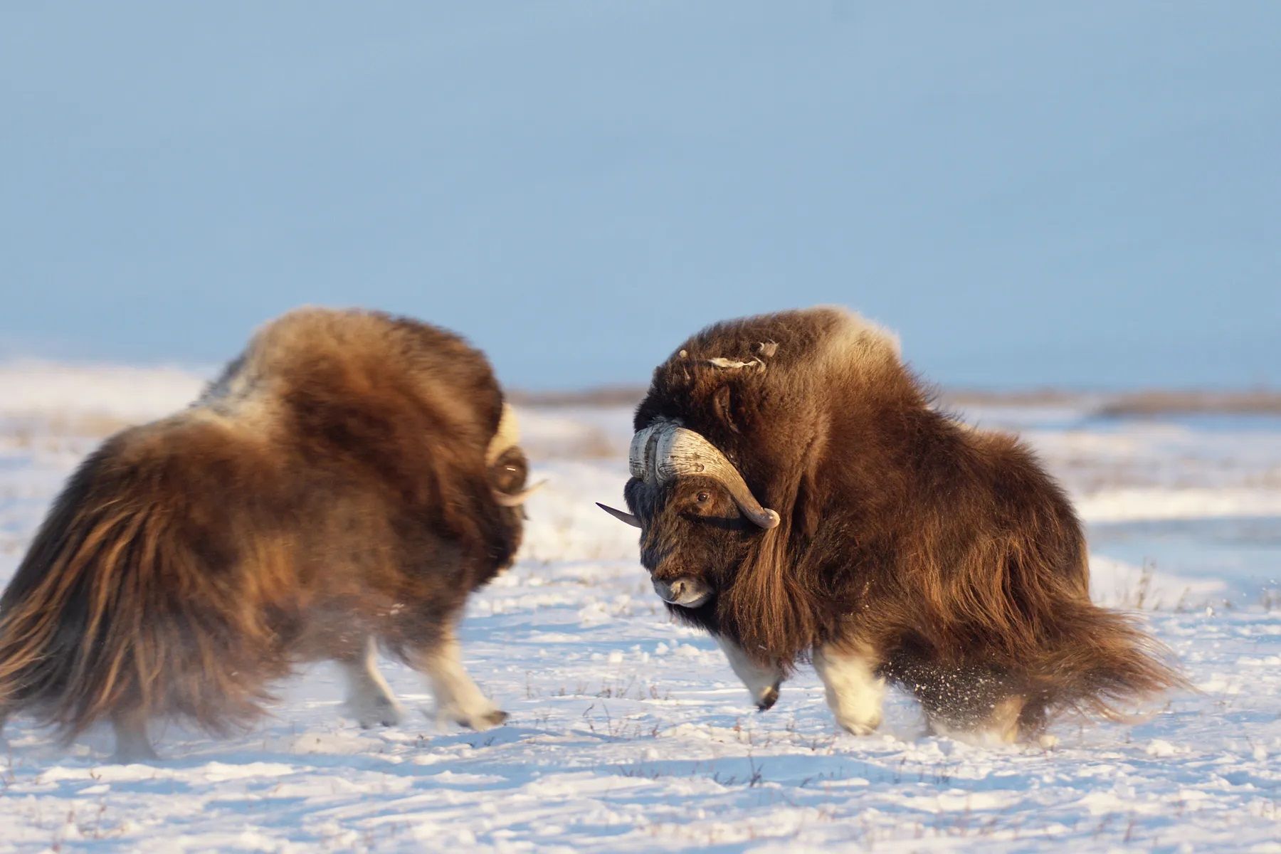ภาพจากสารคดีเรื่อง America's Arctic - A Refuge Imperiled สู่ดินแดนอาร์กติกอันกว้างไกล
