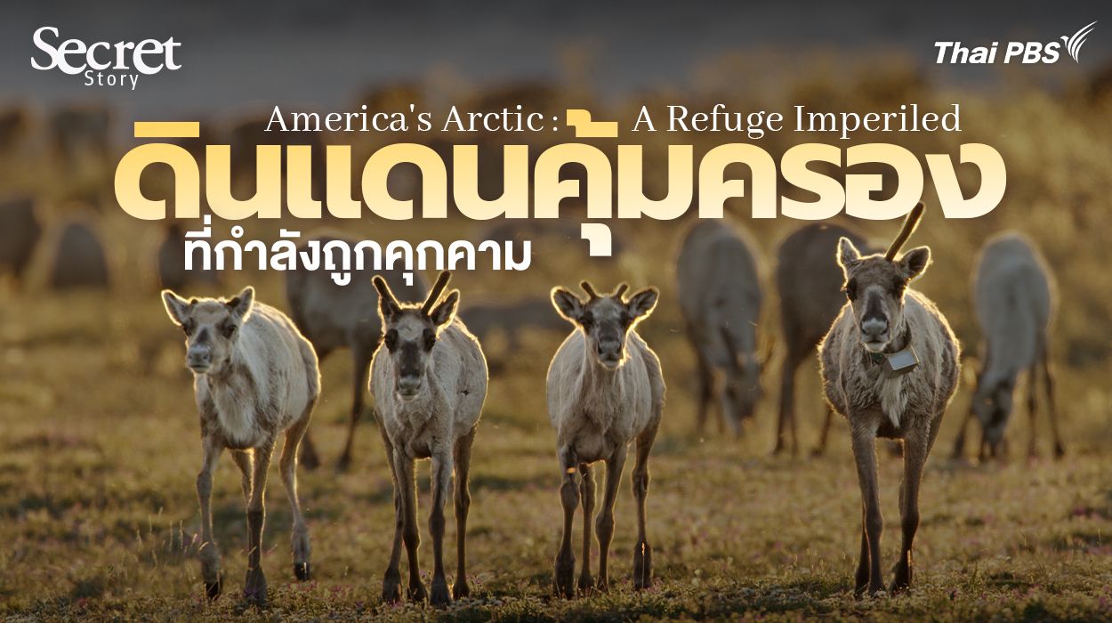 Secret Story | America's Arctic: A Refuge Imperiled ดินแดนคุ้มครองที่กำลังถูกคุกคาม