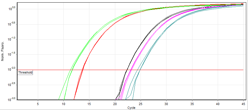 กราฟ Amplification Curve จากการทำ Realtime RT-PCR ซึ่งบ่งบอกค่า Ct หรือจุดที่ปริมาณของสารพันธุกรรมถึง Threshold