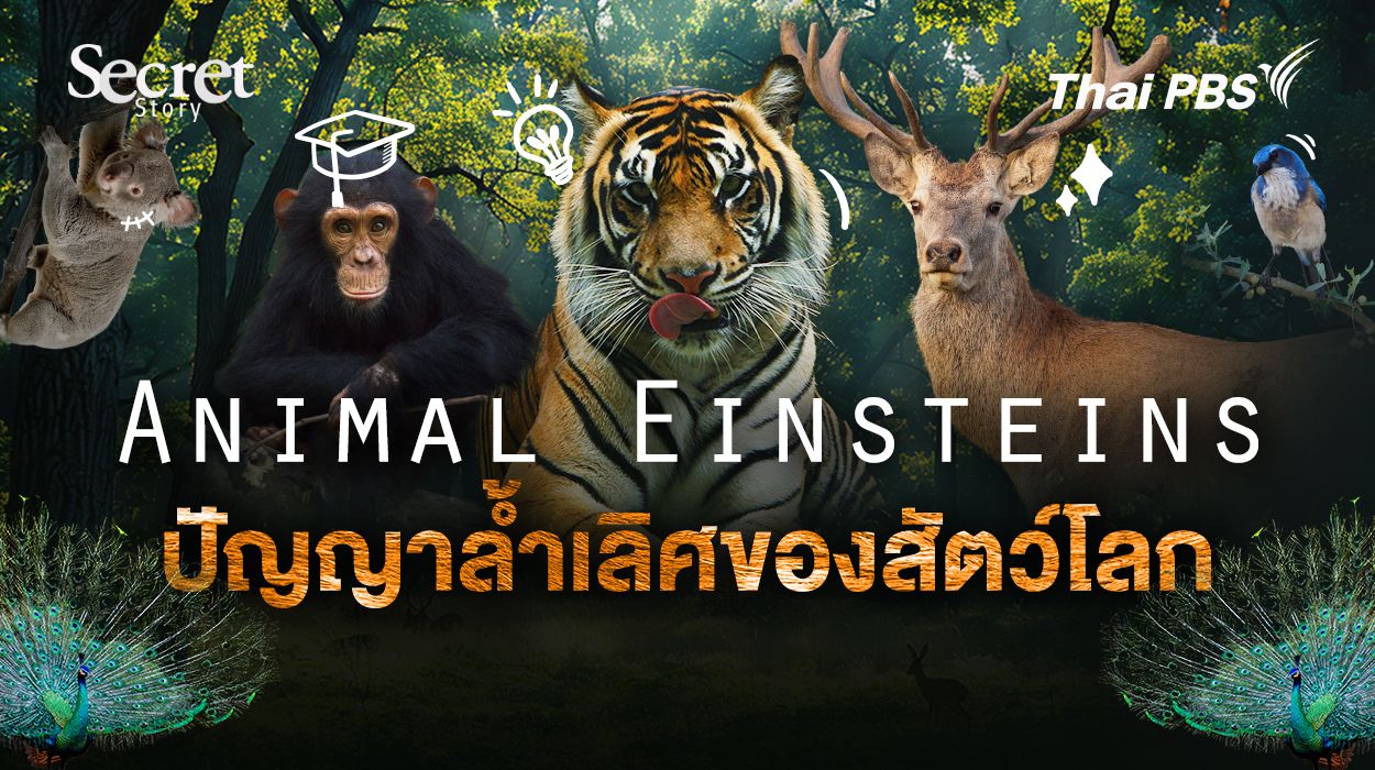 Secret Story | Animal Einsteins ปัญญาล้ำเลิศของสัตว์โลก