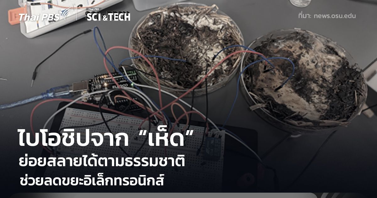 ไบโอชิปจาก “เห็ด” ย่อยสลายได้ ช่วยลดผลกระทบต่อสิ่งแวดล้อม