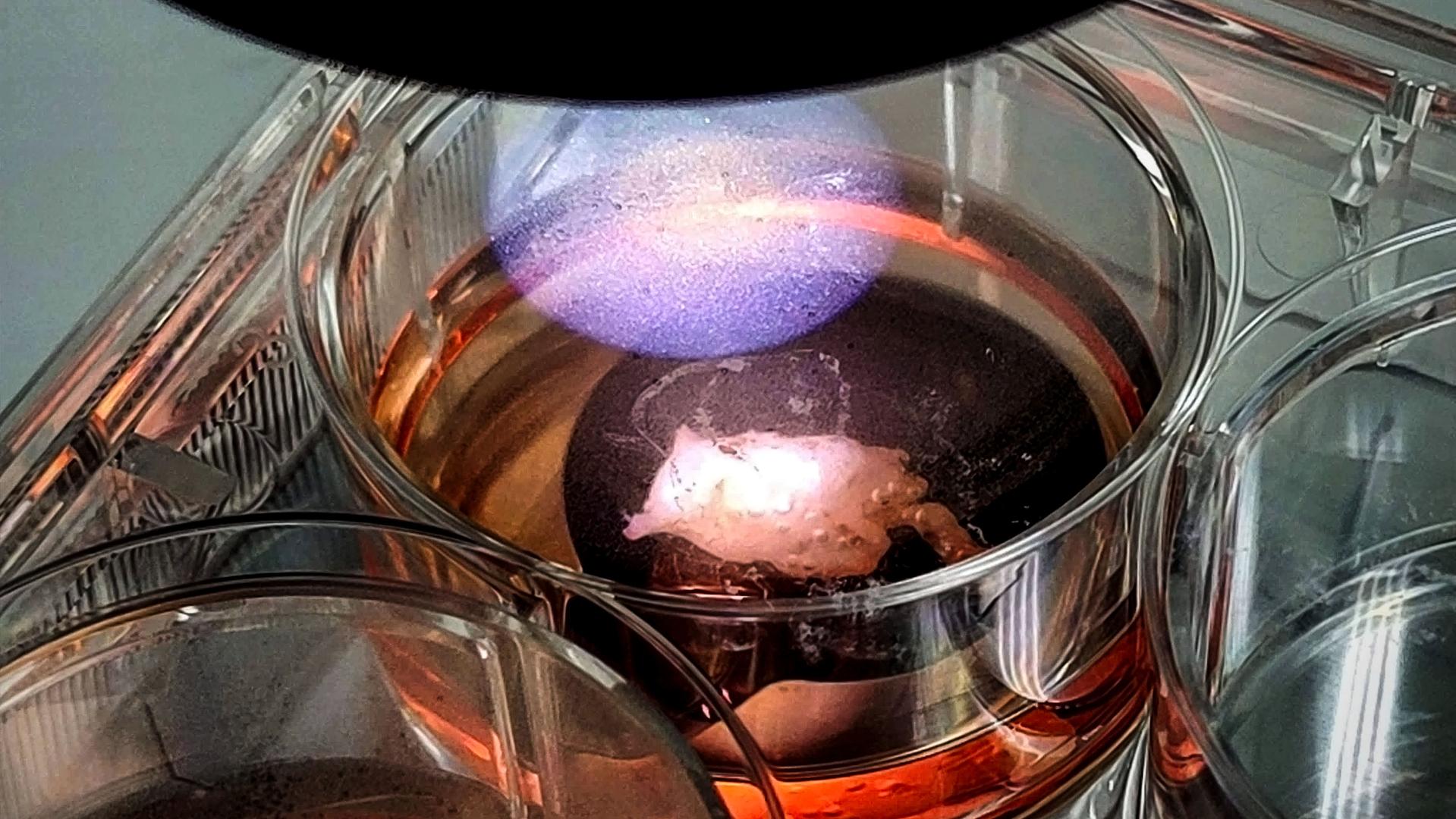 เนื้อเยื่อหัวใจที่ถูกทดลองพิมพ์ด้วย Bioprinting ในอวกาศ