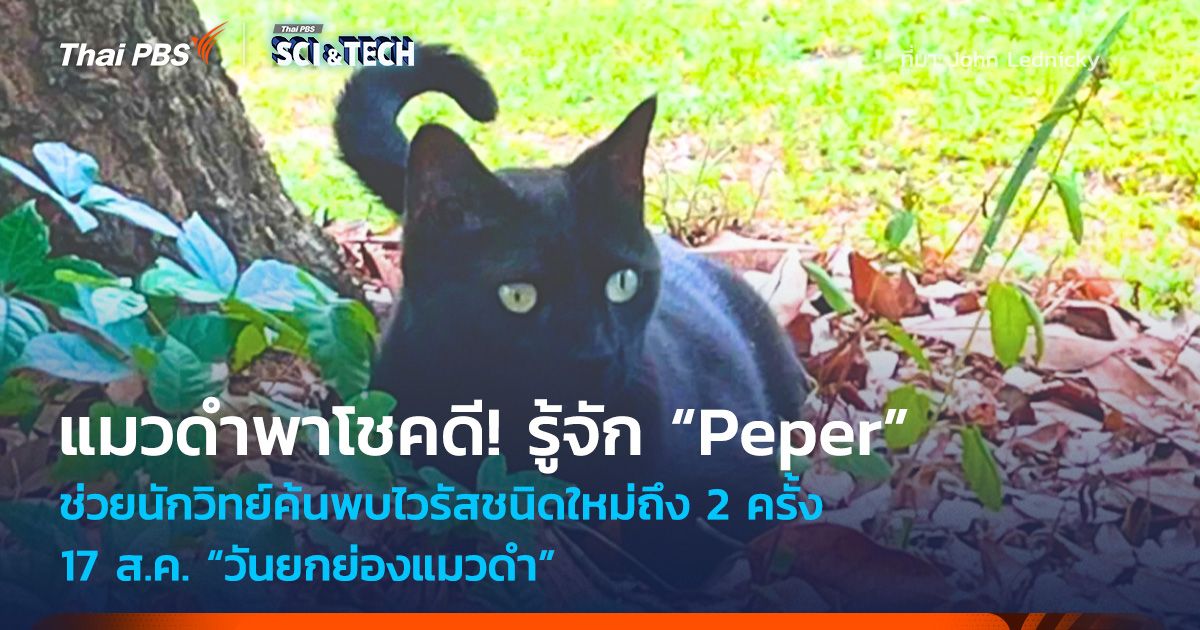 แมวดำพาโชคดี! รู้จักเจ้าแมว “Peper” ช่วยนักวิทย์ค้นพบไวรัสชนิดใหม่ถึง 2 ครั้ง