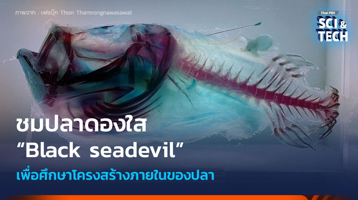 ชมปลาดองใส “Black seadevil” เพื่อศึกษาโครงสร้างภายในปลา